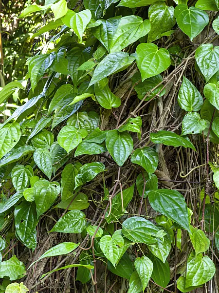 434176 - Betel pepper (Piper betle)