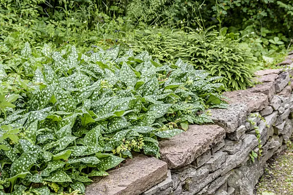 593163 - Bethlehem sage (Pulmonaria saccharata 'Ice Ballet')