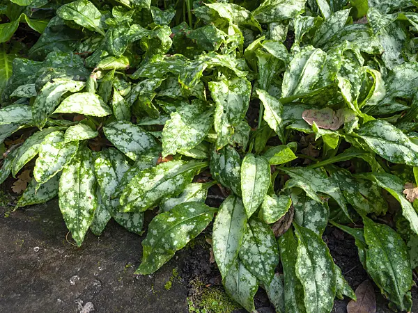 465194 - Bethlehem sage (Pulmonaria saccharata 'Margery Fish')