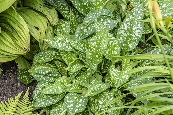 593165 - Bethlehem sage (Pulmonaria saccharata 'Mrs Moon')