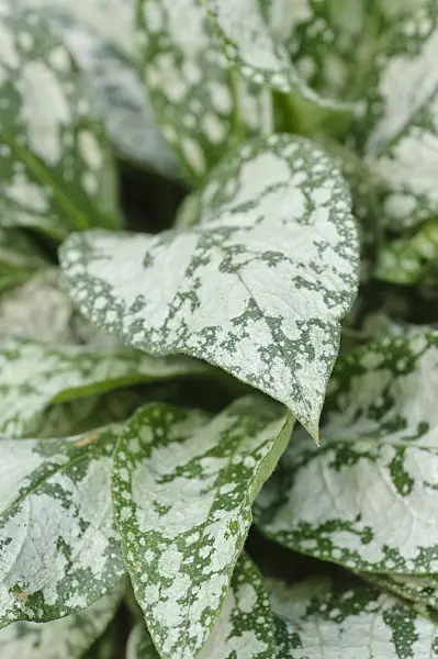 475072 - Bethlehem sage (Pulmonaria saccharata 'Reginald Kaye')