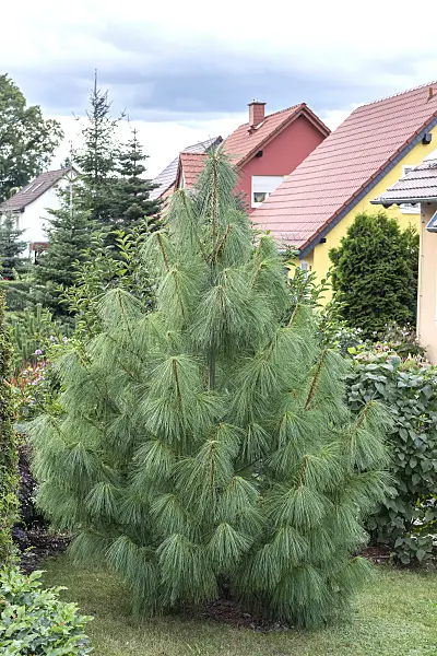 616446 - Bhutan pine (Pinus wallichiana)