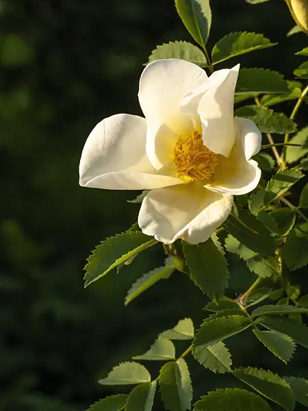 425059 - Bibernellrose (Rosa spinosissima)