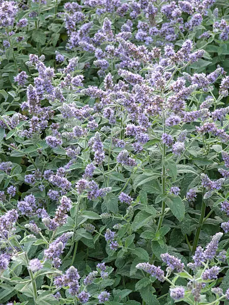 462198 - Biblical mint (Mentha longifolia)