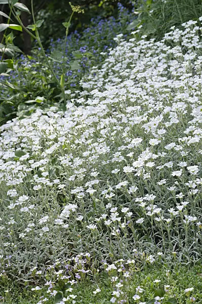 472114 - Biebersteins Hornkraut (Cerastium biebersteinii)
