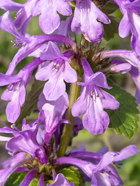 438274 - Big betony (Stachys macrantha)