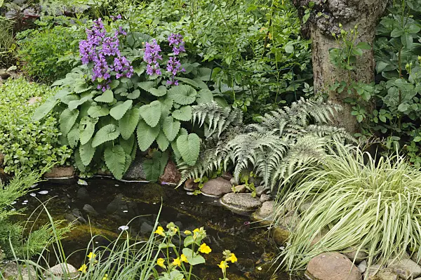 473076 - Big betony (Stachys macrantha), Japanese painted fern (Athyrium niponicum 'Metallicum') and Japanese forest grass (Hakonechloa macra 'Aureola')