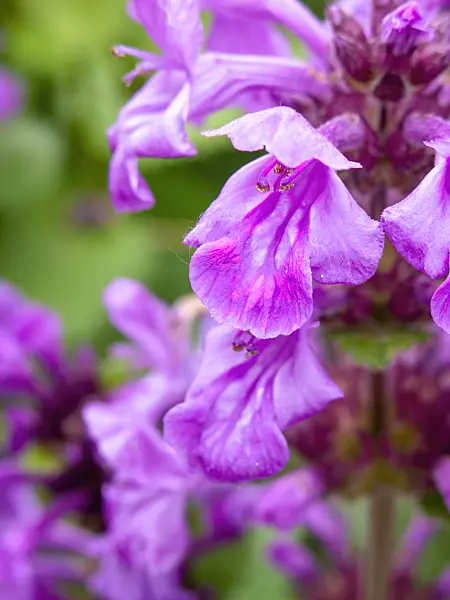 426170 - Big betony (Stachys macrantha 'Superba')