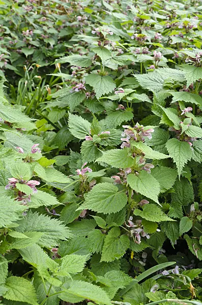 508094 - Big betony (Stachys macrantha 'Superba')