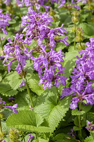 593204 - Big betony (Stachys macrantha 'Superba')