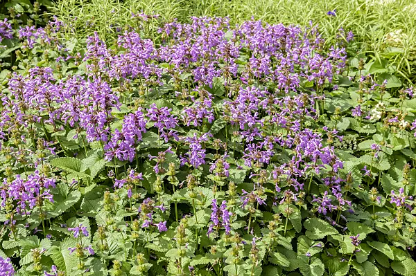 593205 - Big betony (Stachys macrantha 'Superba')