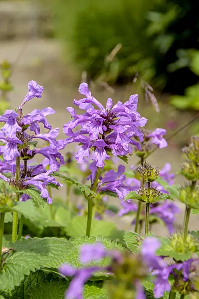 593206 - Big betony (Stachys macrantha 'Superba')