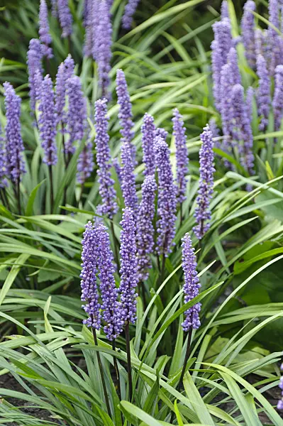 476200 - Big blue lily turf (Liriope muscari)
