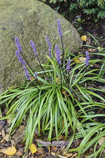 477012 - Big blue lily turf (Liriope muscari)
