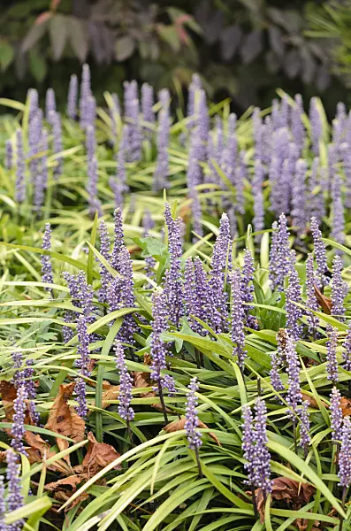 525076 - Big blue lily turf (Liriope muscari)