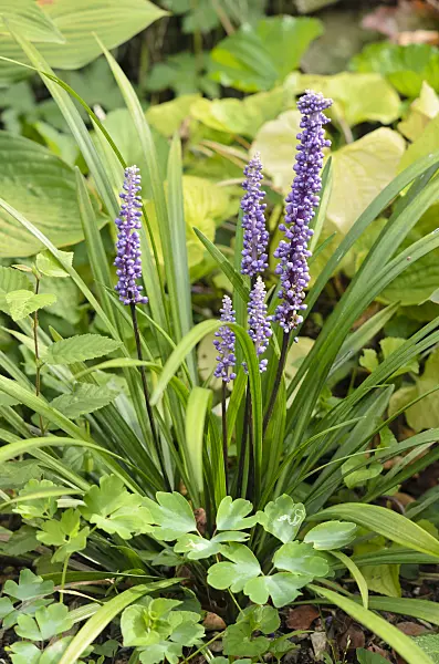 535078 - Big blue lily turf (Liriope muscari)