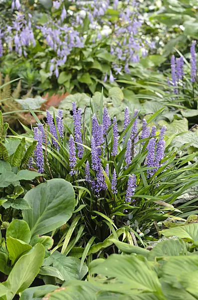 535079 - Big blue lily turf (Liriope muscari)