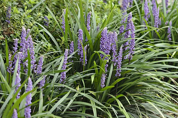 535210 - Big blue lily turf (Liriope muscari)