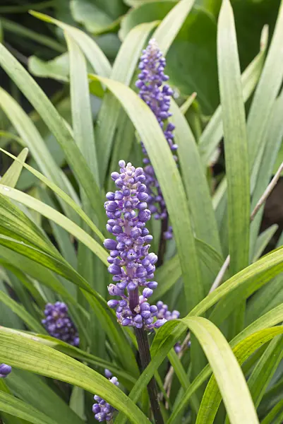 573062 - Big blue lily turf (Liriope muscari)