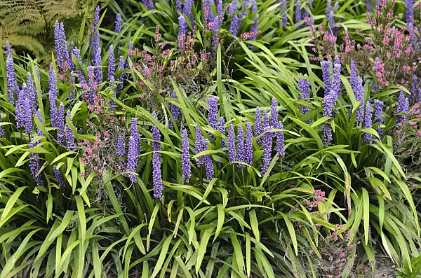 548054 - Big blue lily turf (Liriope muscari) and common heather (Calluna)