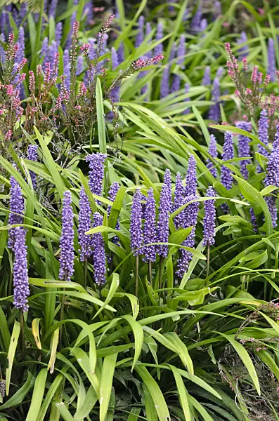 548055 - Big blue lily turf (Liriope muscari) and common heather (Calluna)
