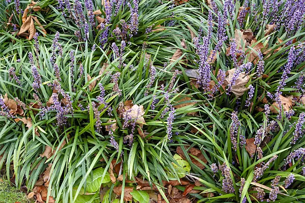 454129 - Big blue lily turf (Liriope muscari 'Ingwersen')