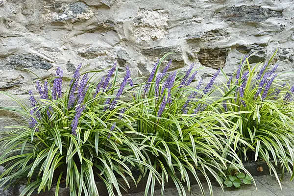 545146 - Big blue lily turf (Liriope muscari 'Variegata')
