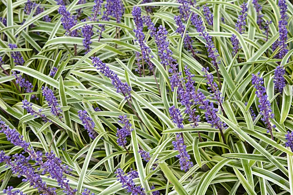 545147 - Big blue lily turf (Liriope muscari 'Variegata')