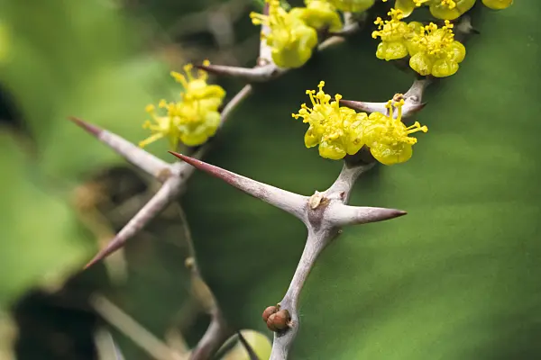 384011 - Big-horned spurge (Euphorbia grandicornis)