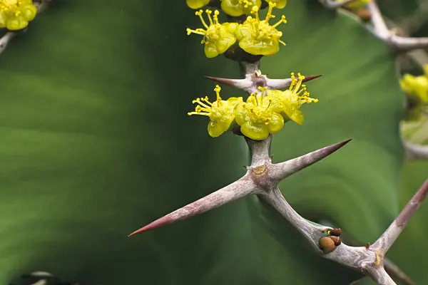 384012 - Big-horned spurge (Euphorbia grandicornis)