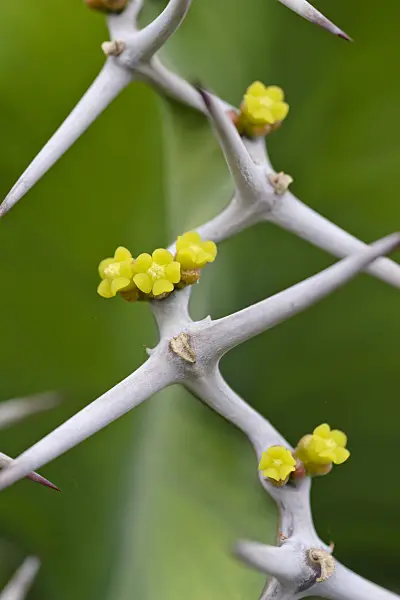490001 - Big-horned spurge (Euphorbia grandicornis)