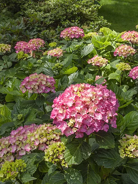 402126 - Big-leaved hydrangea (Hydrangea macrophylla)