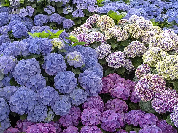 426020 - Big-leaved hydrangea (Hydrangea macrophylla)
