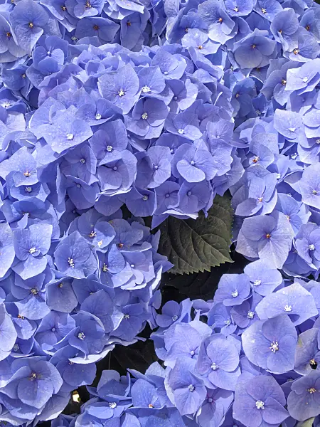 426038 - Big-leaved hydrangea (Hydrangea macrophylla)