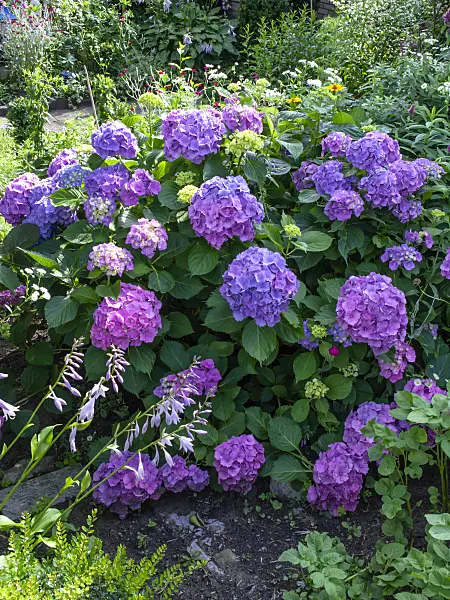 449056 - Big-leaved hydrangea (Hydrangea macrophylla)