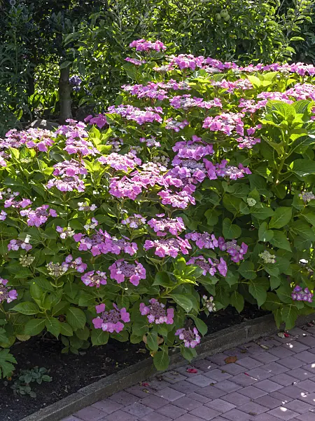 449057 - Big-leaved hydrangea (Hydrangea macrophylla)