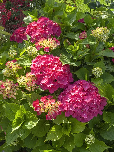 449058 - Big-leaved hydrangea (Hydrangea macrophylla)