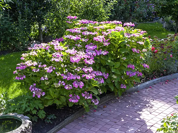 449059 - Big-leaved hydrangea (Hydrangea macrophylla)
