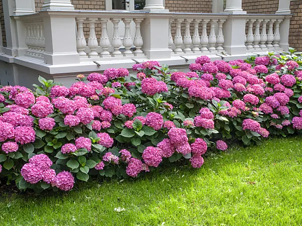 449061 - Big-leaved hydrangea (Hydrangea macrophylla)