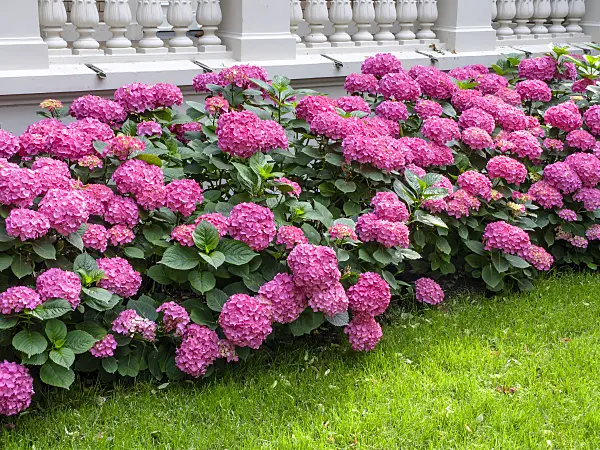 449062 - Big-leaved hydrangea (Hydrangea macrophylla)