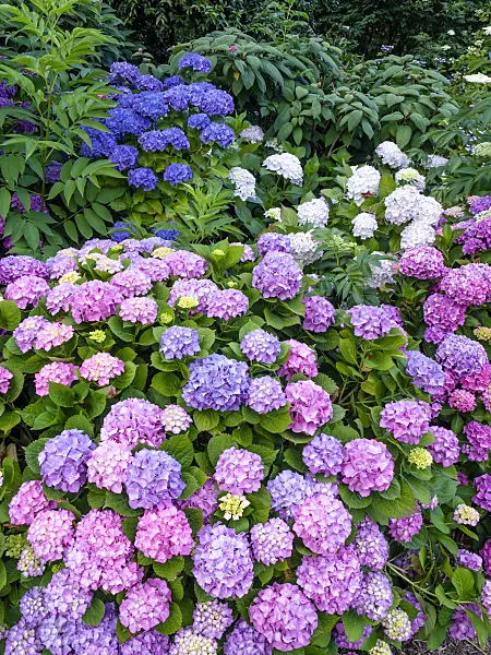 455157 - Big-leaved hydrangea (Hydrangea macrophylla)