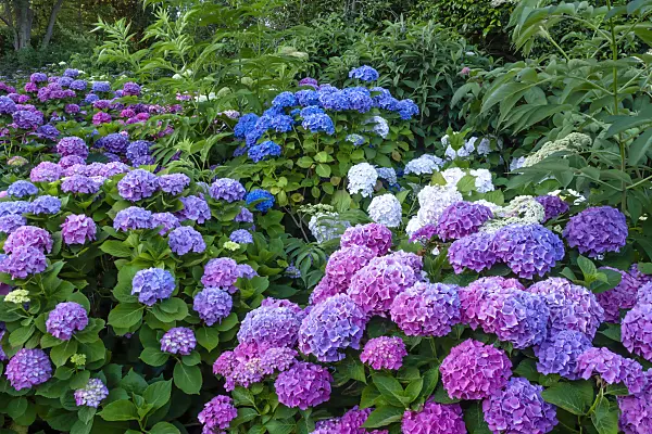 455177 - Big-leaved hydrangea (Hydrangea macrophylla)