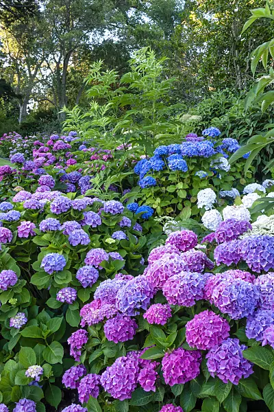 455178 - Big-leaved hydrangea (Hydrangea macrophylla)