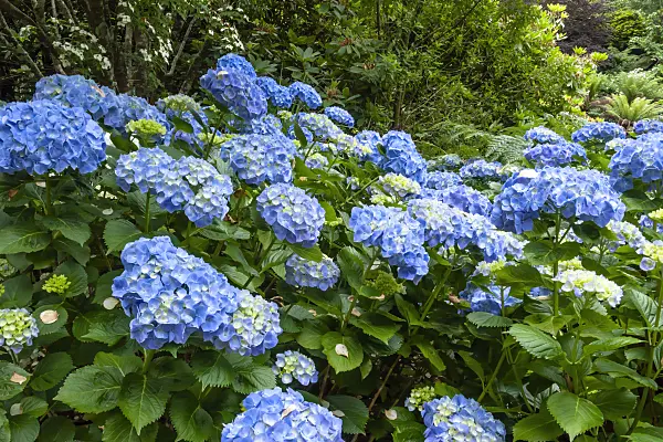 455216 - Big-leaved hydrangea (Hydrangea macrophylla)