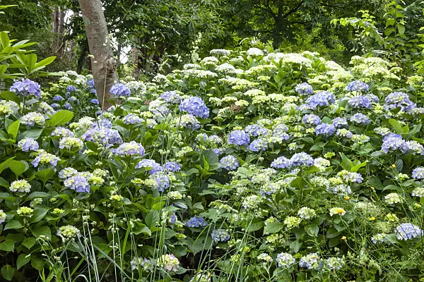 455217 - Big-leaved hydrangea (Hydrangea macrophylla)