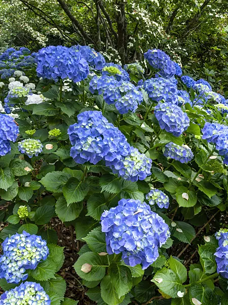 455287 - Big-leaved hydrangea (Hydrangea macrophylla)