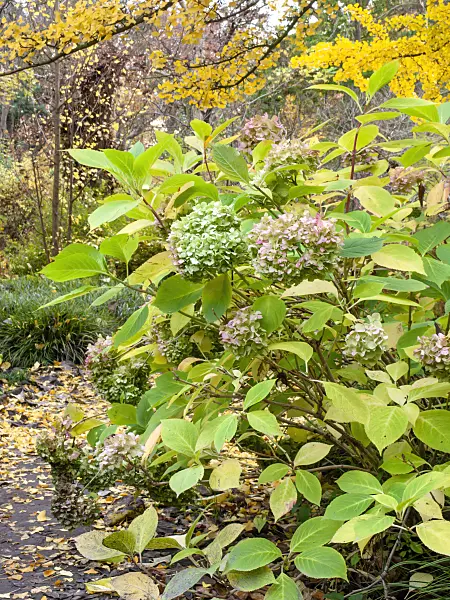 465254 - Big-leaved hydrangea (Hydrangea macrophylla)