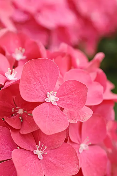474212 - Big-leaved hydrangea (Hydrangea macrophylla)