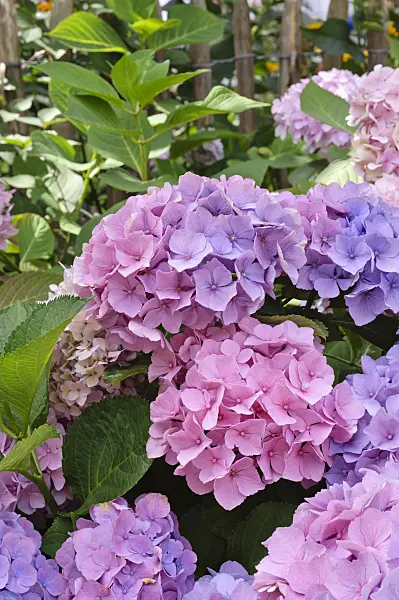 474361 - Big-leaved hydrangea (Hydrangea macrophylla)