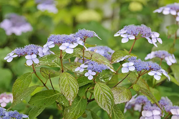 482006 - Big-leaved hydrangea (Hydrangea macrophylla)